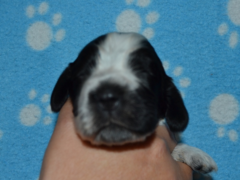 1.fenka-růžová st..JPG